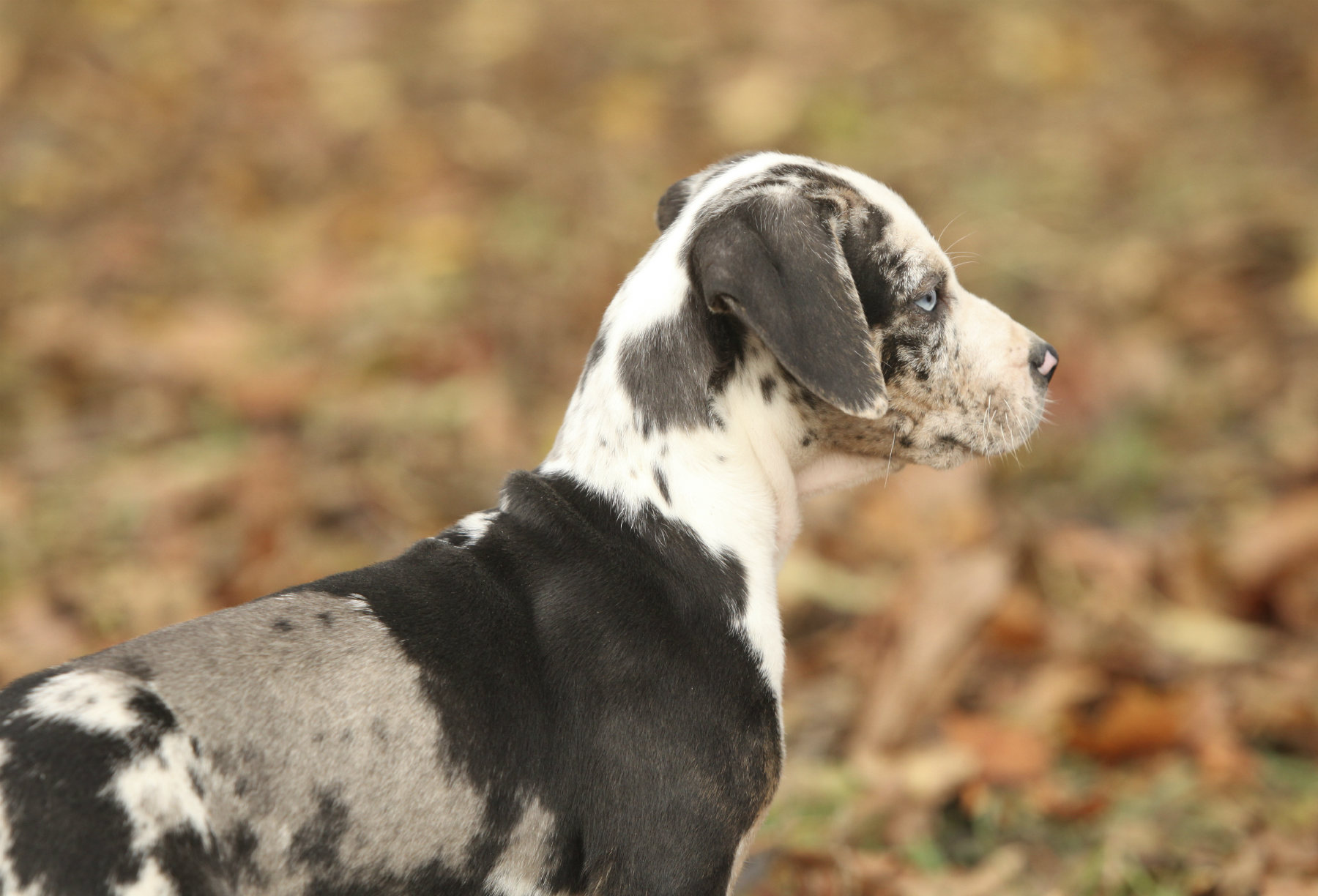 animush 1 Natural Dog Food