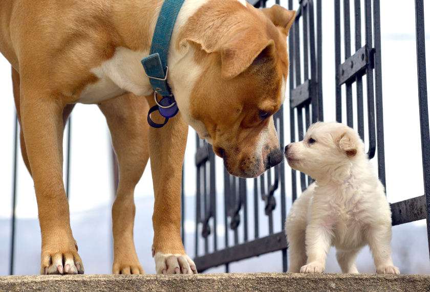 Bulk buy 2024 puppy food