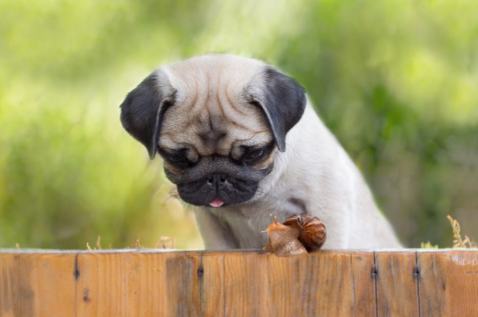 the puppy pug is watching crawling snail fence Buy Dog Food