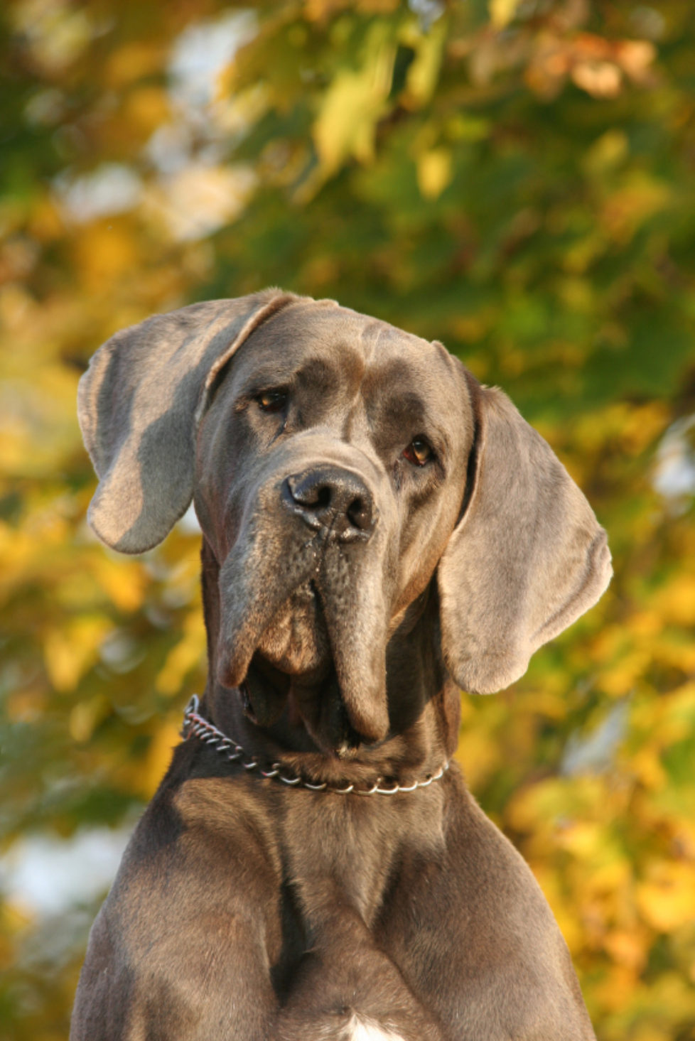 Head of gread dane – portrait Healthy Dog Food