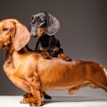 Weight Control Puppy Food in Barrie, Ontario