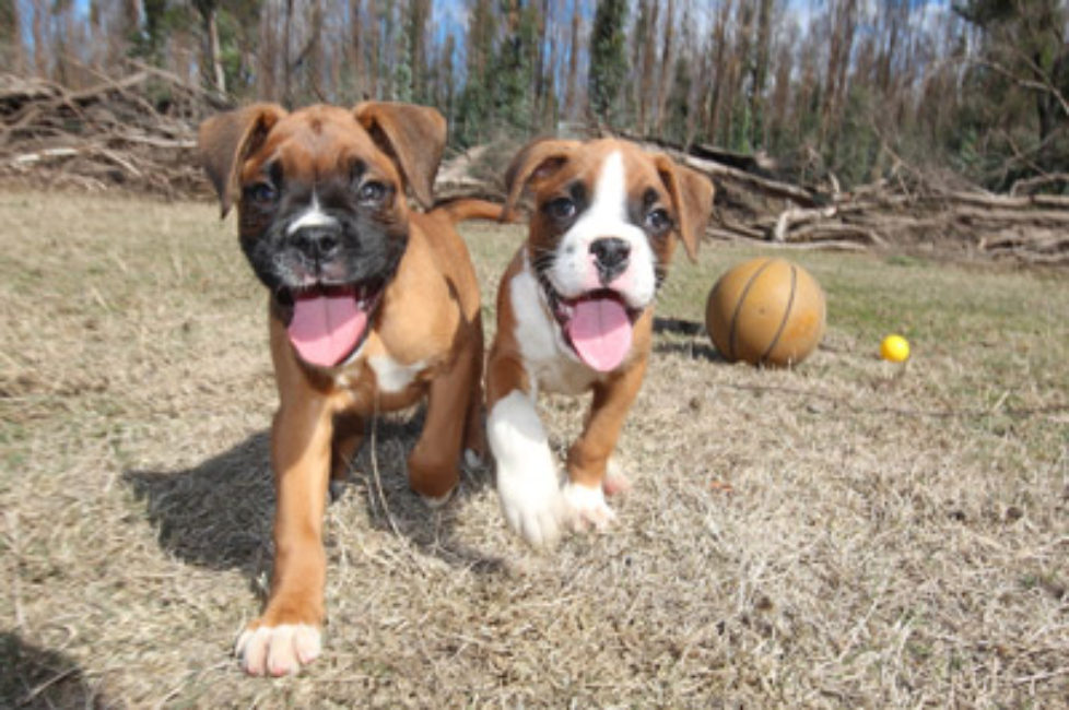 iStock_000061292136_Small-resized All-Natural Puppy Food in Barrie, Ontario