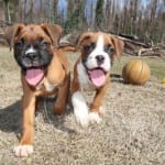 Gluten-Free Dog Food in Barrie, Ontario