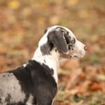 Dog Food for Allergies in Barrie, Ontario