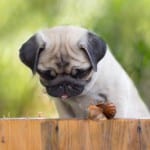 Buy Dog Food in Alliston, Ontario