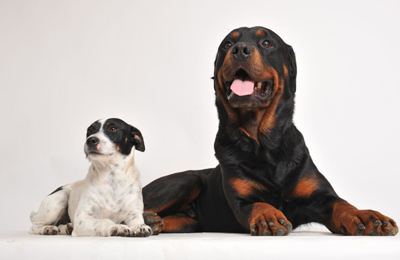 iStock_000009615151_Small-resized New Ultimate Raw Pet Food Mix
