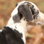 Raw Healthy Dog Food in Alliston, Ontario