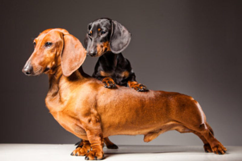 Weight Control Puppy Food