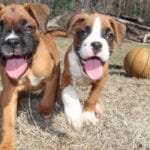 All-Natural Puppy Food in Alliston, Ontario