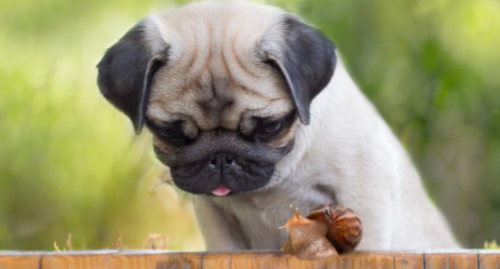 Raw Fresh Frozen Pet Food, Orillia, ON