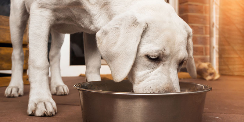 All-natural dog food can help keep your pet healthy