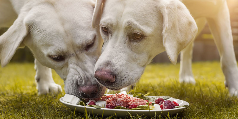 The healthiest food for hot sale dogs