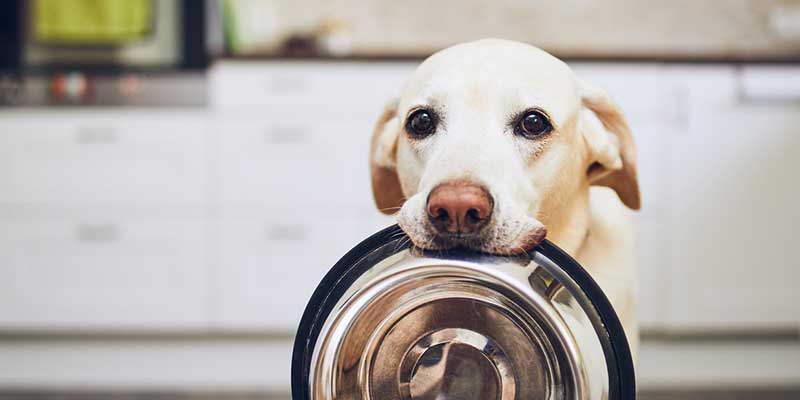 introduce raw food as part of dog nutrition