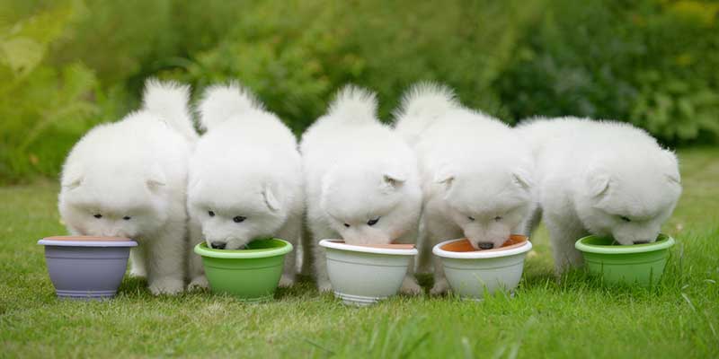 feeding raw puppy food to your new puppy