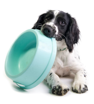 4 Benefits of Raw Dog Food