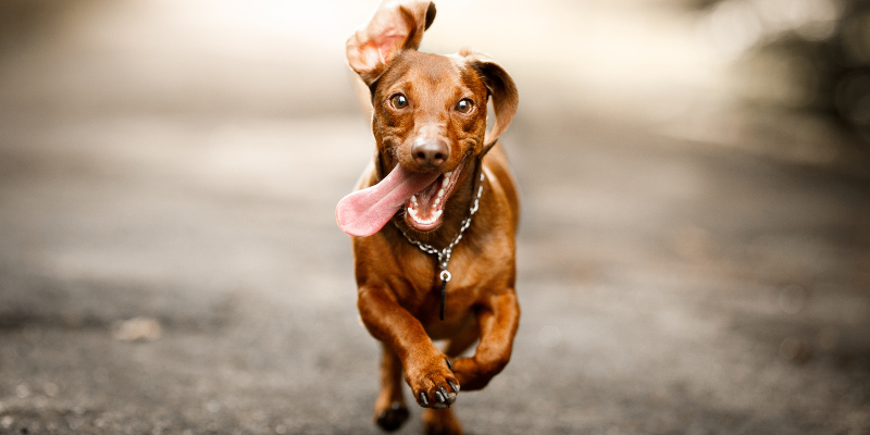 5 Reasons to Feed Your Pet High-Quality Dog Food