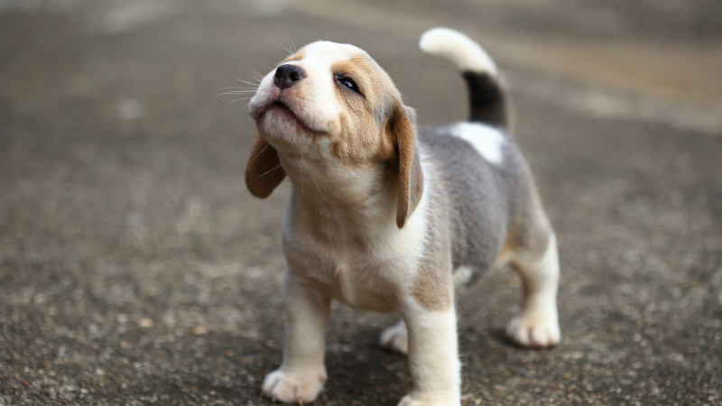 Benefits of Natural Puppy Food
