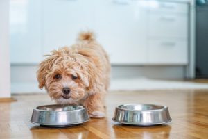 Why Choose Raw Dog Food?