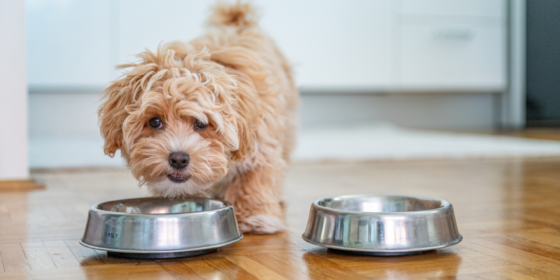 Why Choose Raw Dog Food?