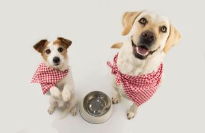 FAQs About Dog Nutrition
