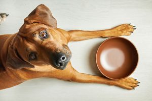 All About Raw Frozen Pet Food