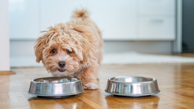 Wet vs. Raw Dog Food: What’s the Difference?