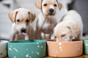 Start Off On the Right Paw: Your Guide to Raw Puppy Food
