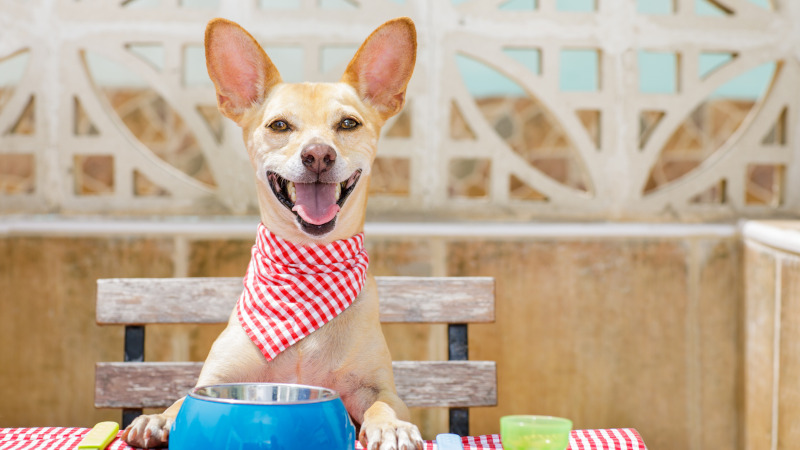 Five Things to Look for When You Buy Dog Food