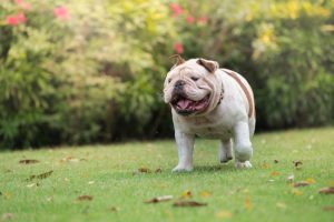 Healthy, Happy Hounds: 5 Benefits of Weight Control Dog Food