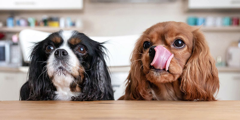 What to Look for in Raw Dog Food