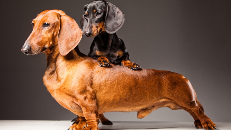 What You Can Expect When You Choose Us as Your Dog Food Supplier