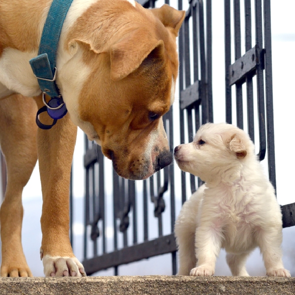 Animush Raw Pet Food