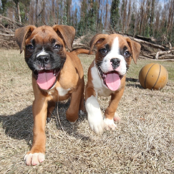 Animush Raw Pet Food