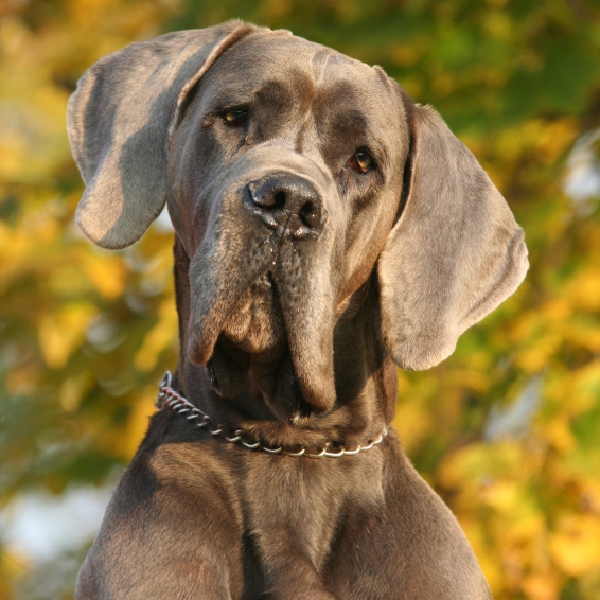 Animush Raw Pet Food