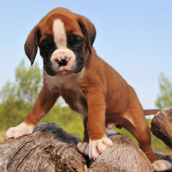 Animush Raw Pet Food